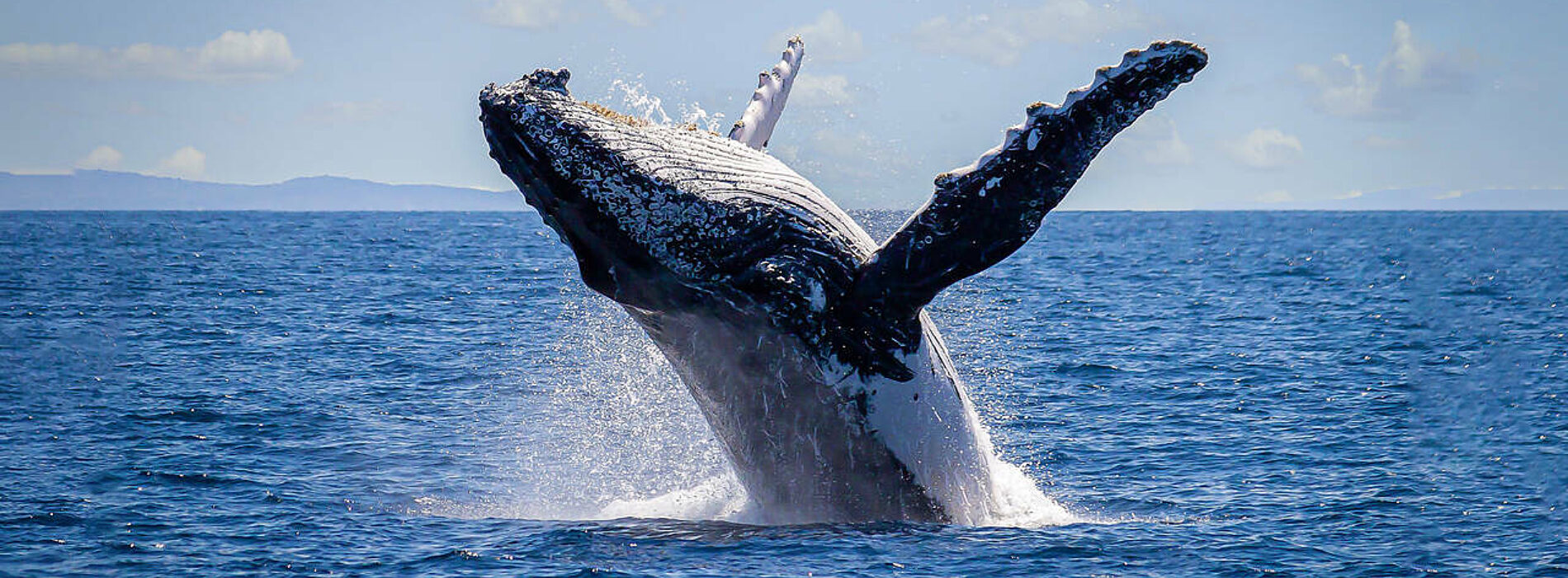 Jervis Bay Whale Watching with Kiama & Grand Pacific Drive From: Sydney (Private)