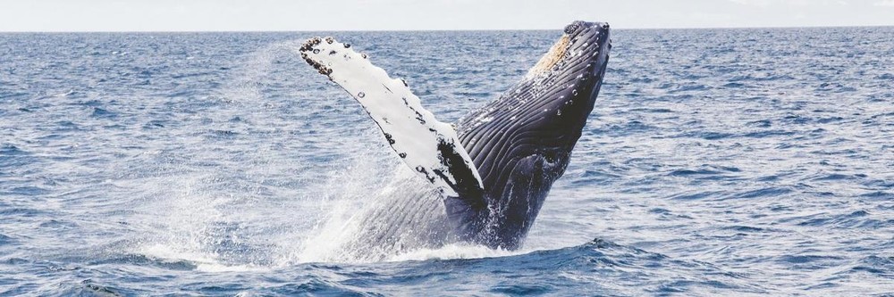 WHALE WATCHING TOUR