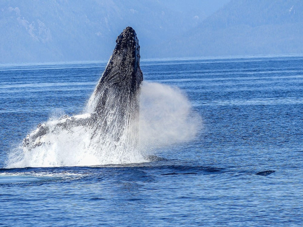 WHALE WATCHING TOUR