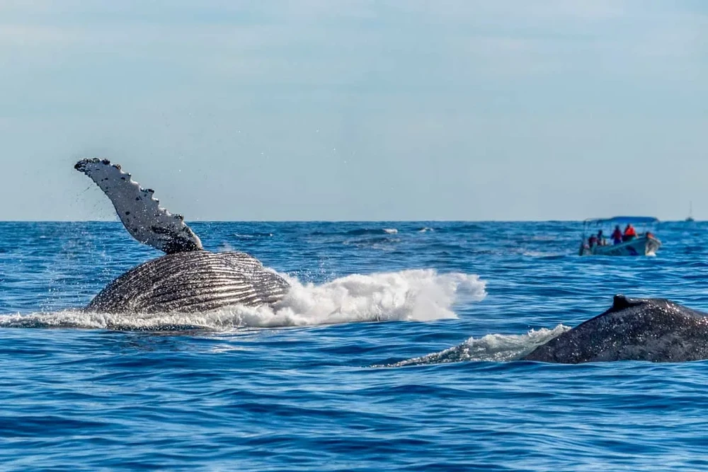 WHALE WATCHING TOUR