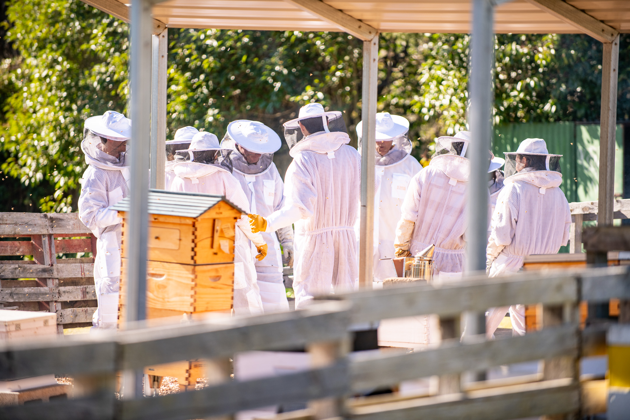 Honey & Hive. Open a hive, honey tasting with morning tea