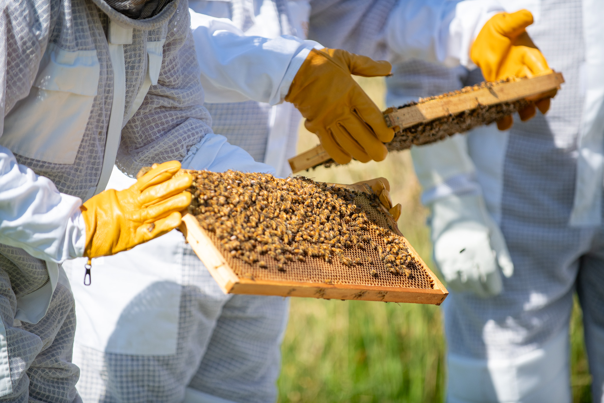 Honey & Hive. Open a hive, honey tasting with morning tea