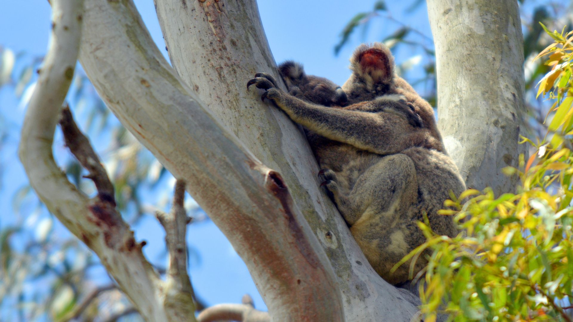 Gold Coast Day Tour - From Brisbane