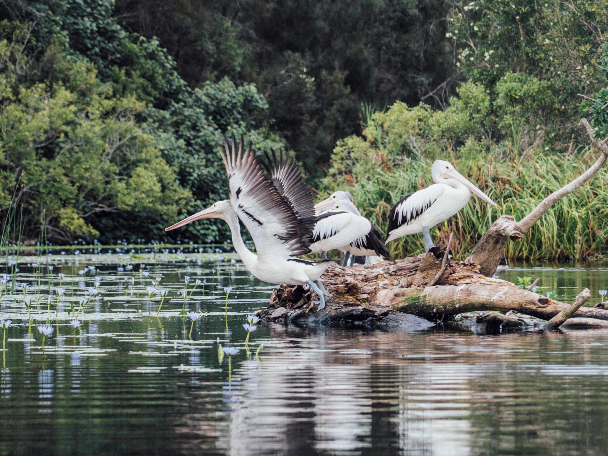 Noosa Everglades and Hinterland Private Tour