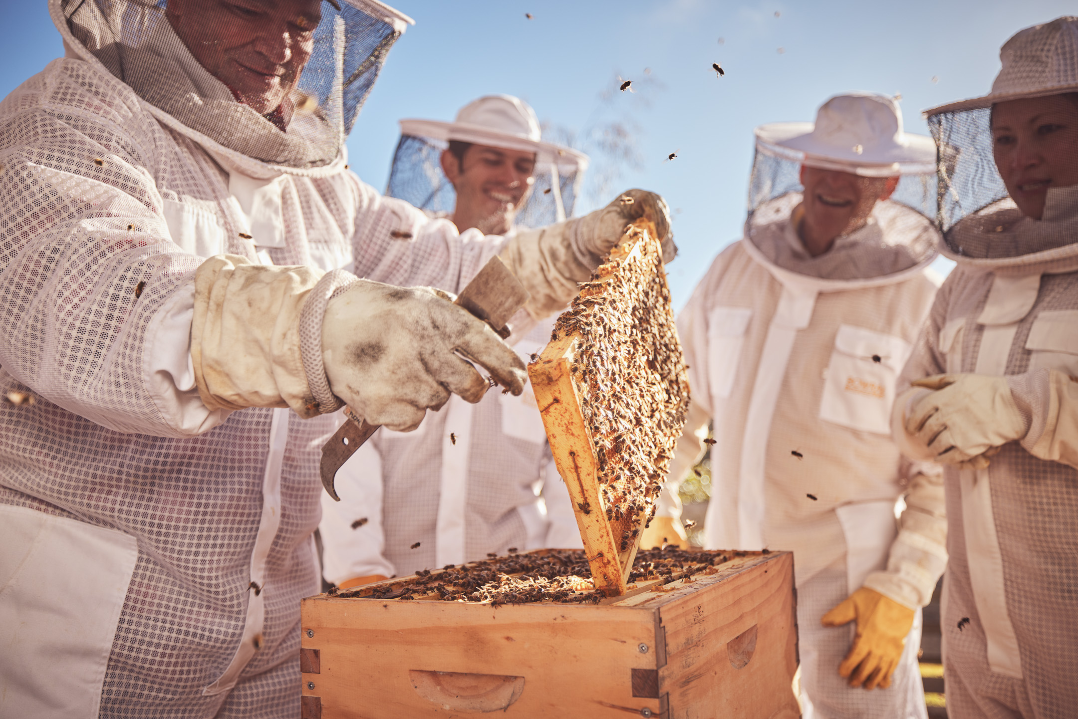 Honey & Hive. Open a hive, honey tasting with morning tea