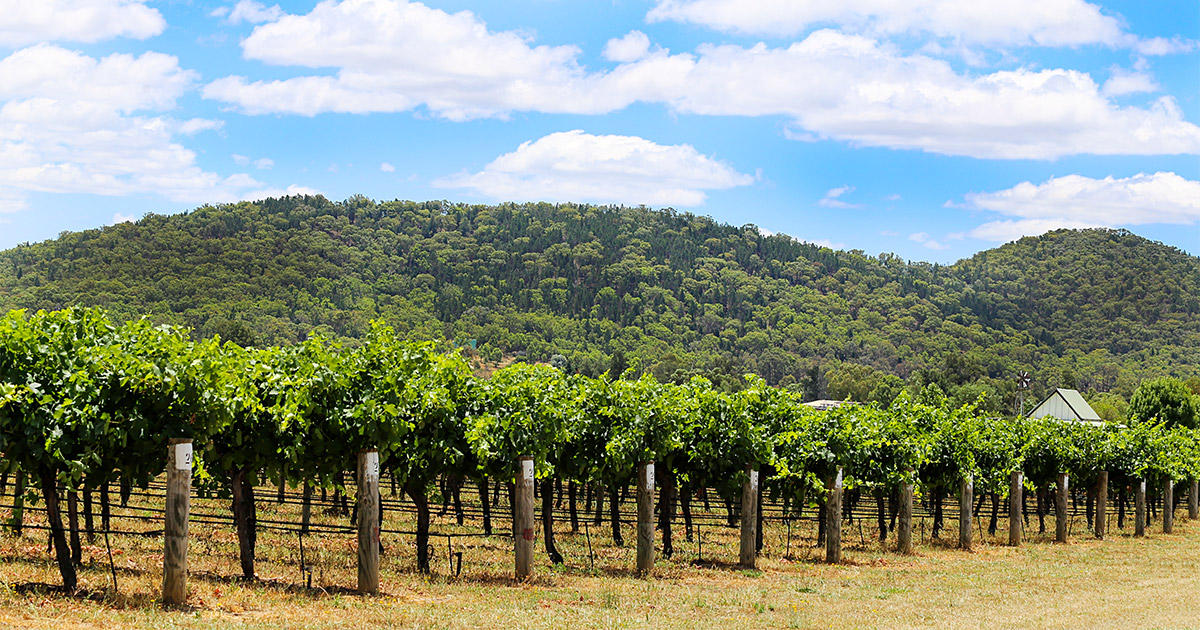 Mudgee Wine Region Tour