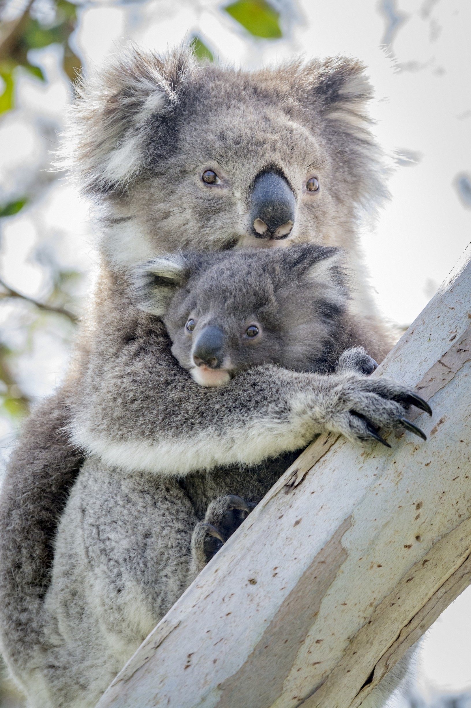 Great Ocean Road Foodies Tour with Chocolates, Gin, Oysters and  Koalas!