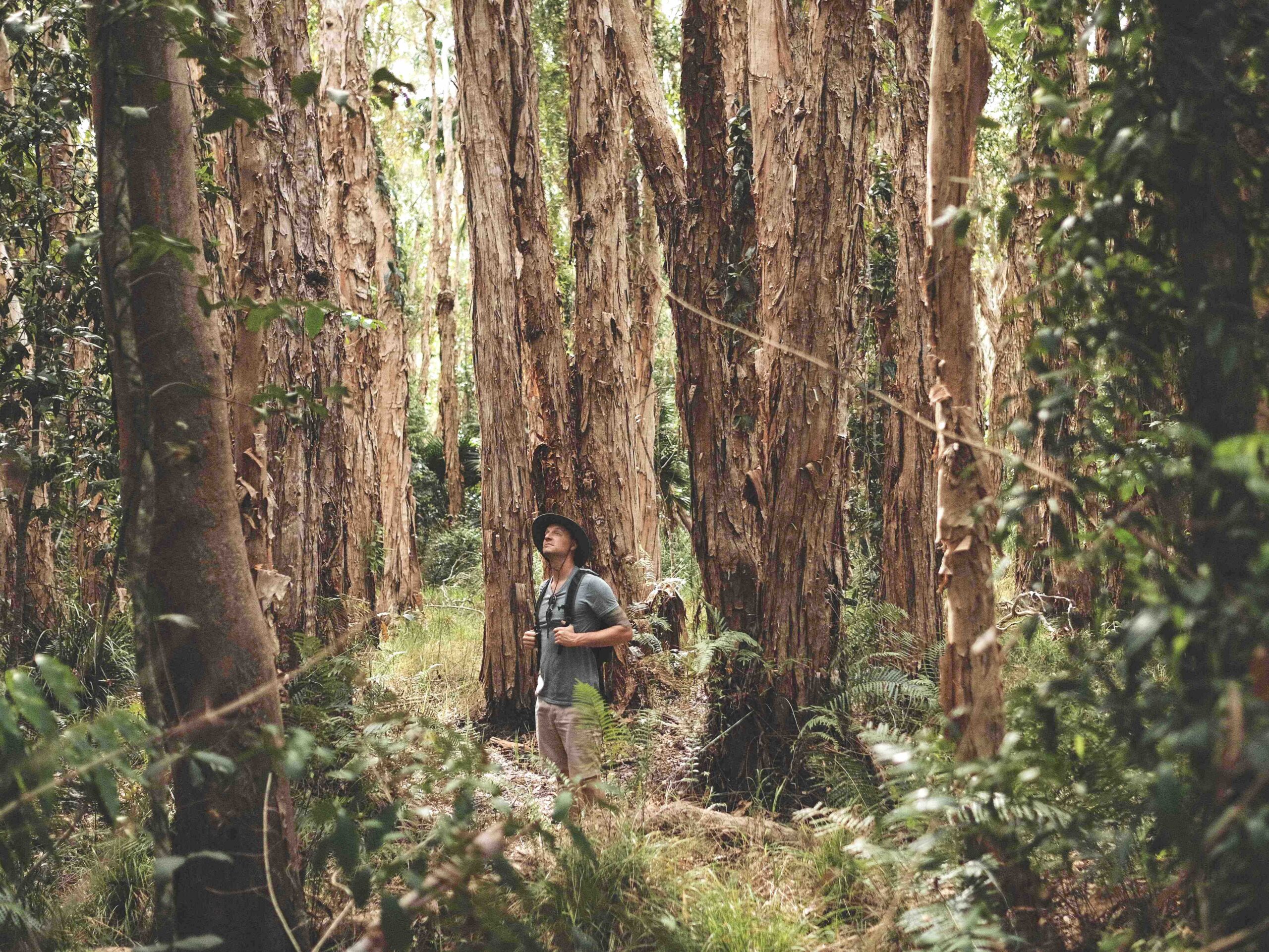 Noosa Everglades and Hinterland Tour