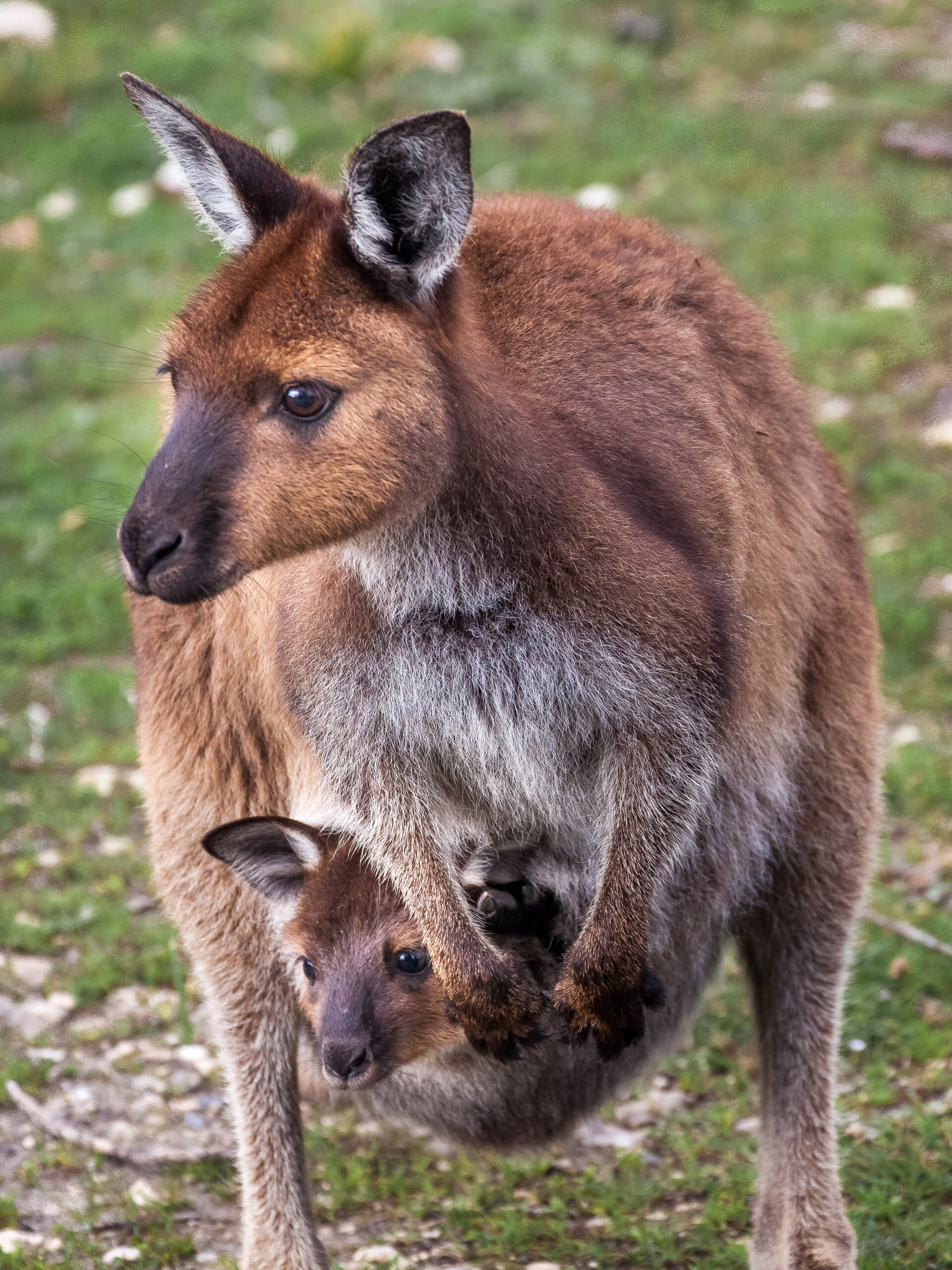 Kangaroo Island Shore Excursion Scenic Tour - For Cruise Ship Passengers Only