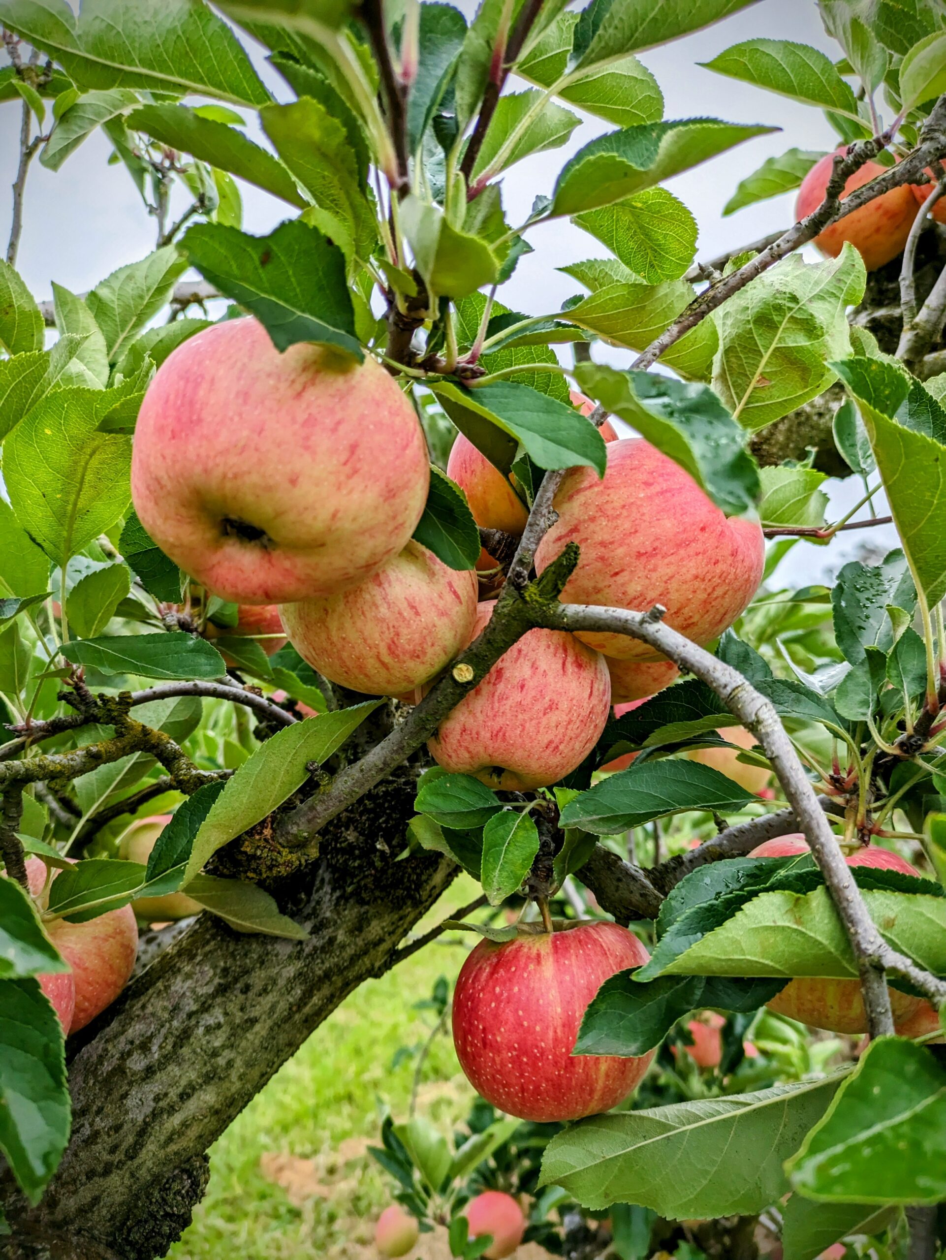 Apple Picking Tour - Weekends