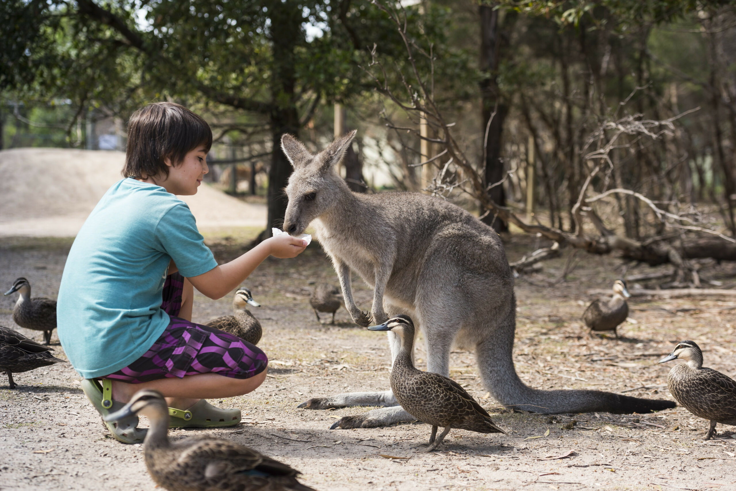 Melbourne Highlights & Aussie Wildlife Express Tour