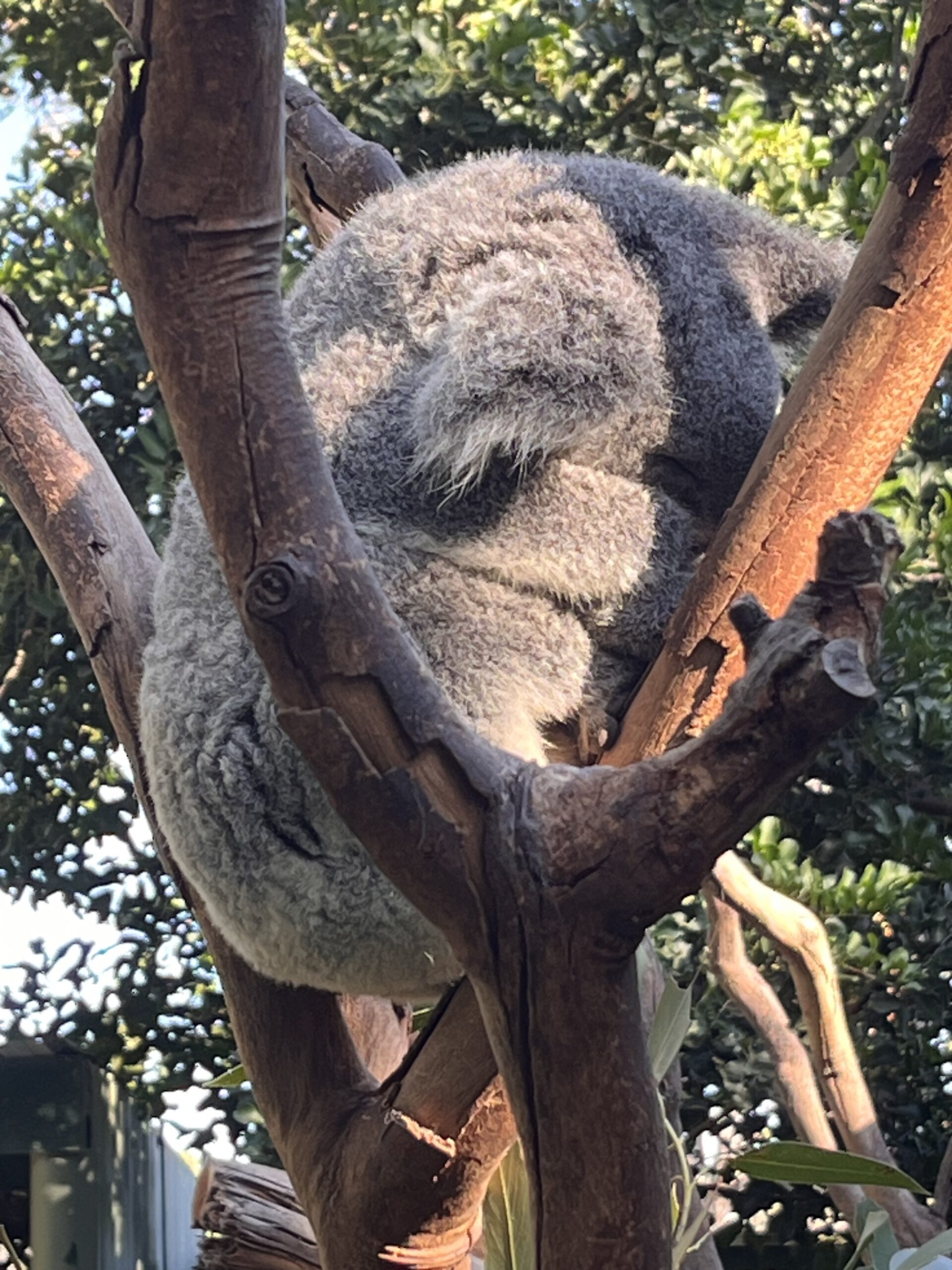 Australian Flora and Fauna Day Tour in the Blue Mountains