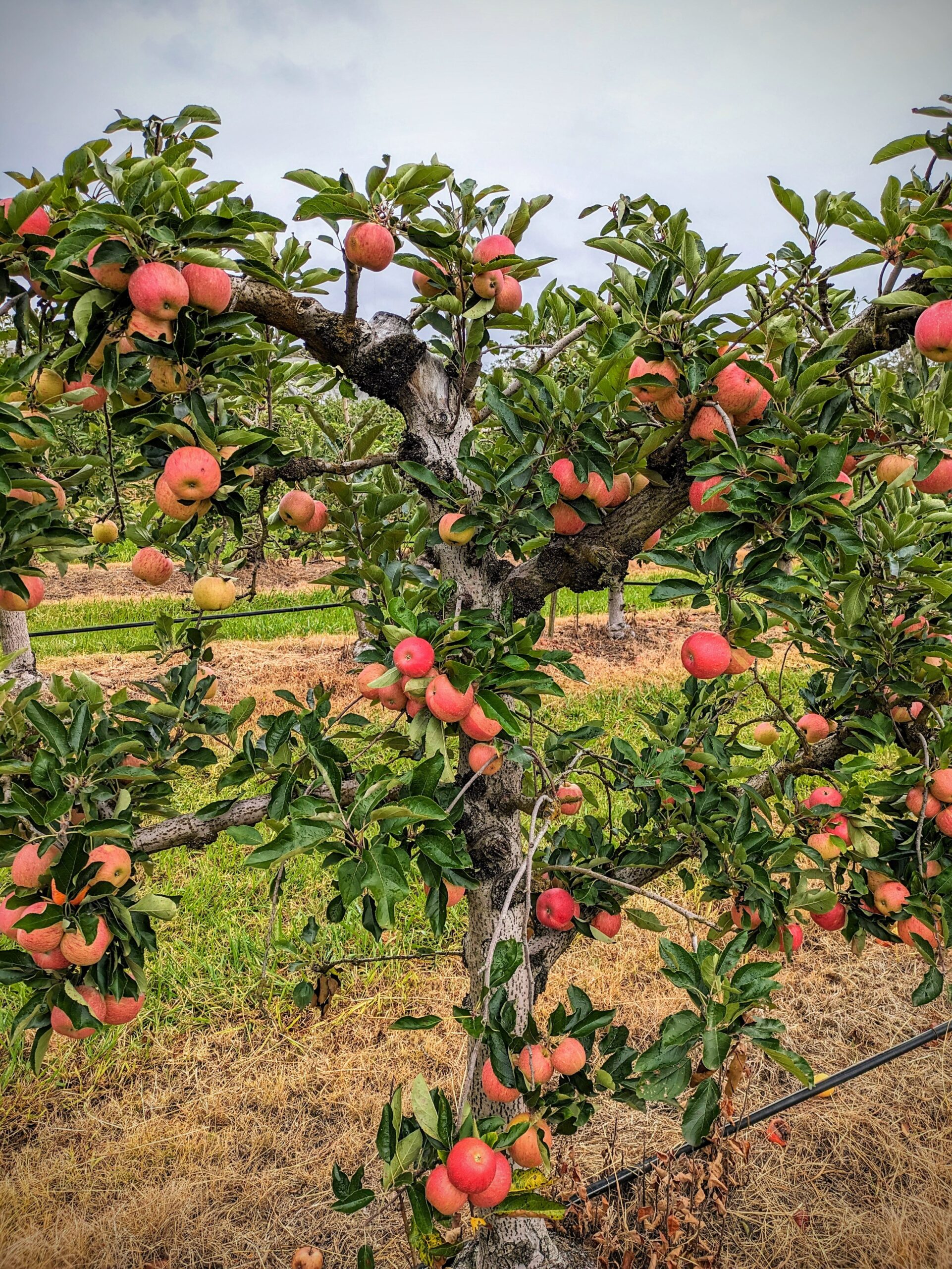 Apple Picking Tour – Weekends