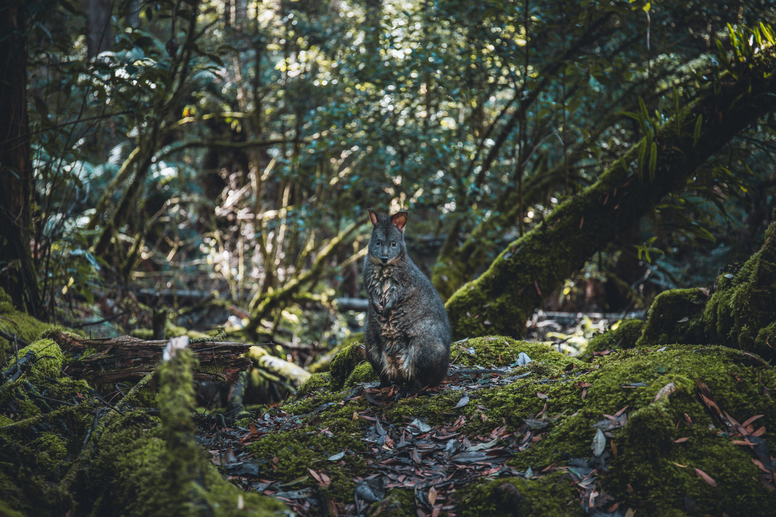 2 Day Tasmanian Highlights Tour - Bruny Island & Mt Field to MONA