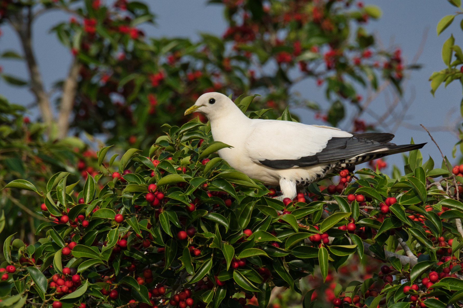 2 Great Walks of Hinchinbrook