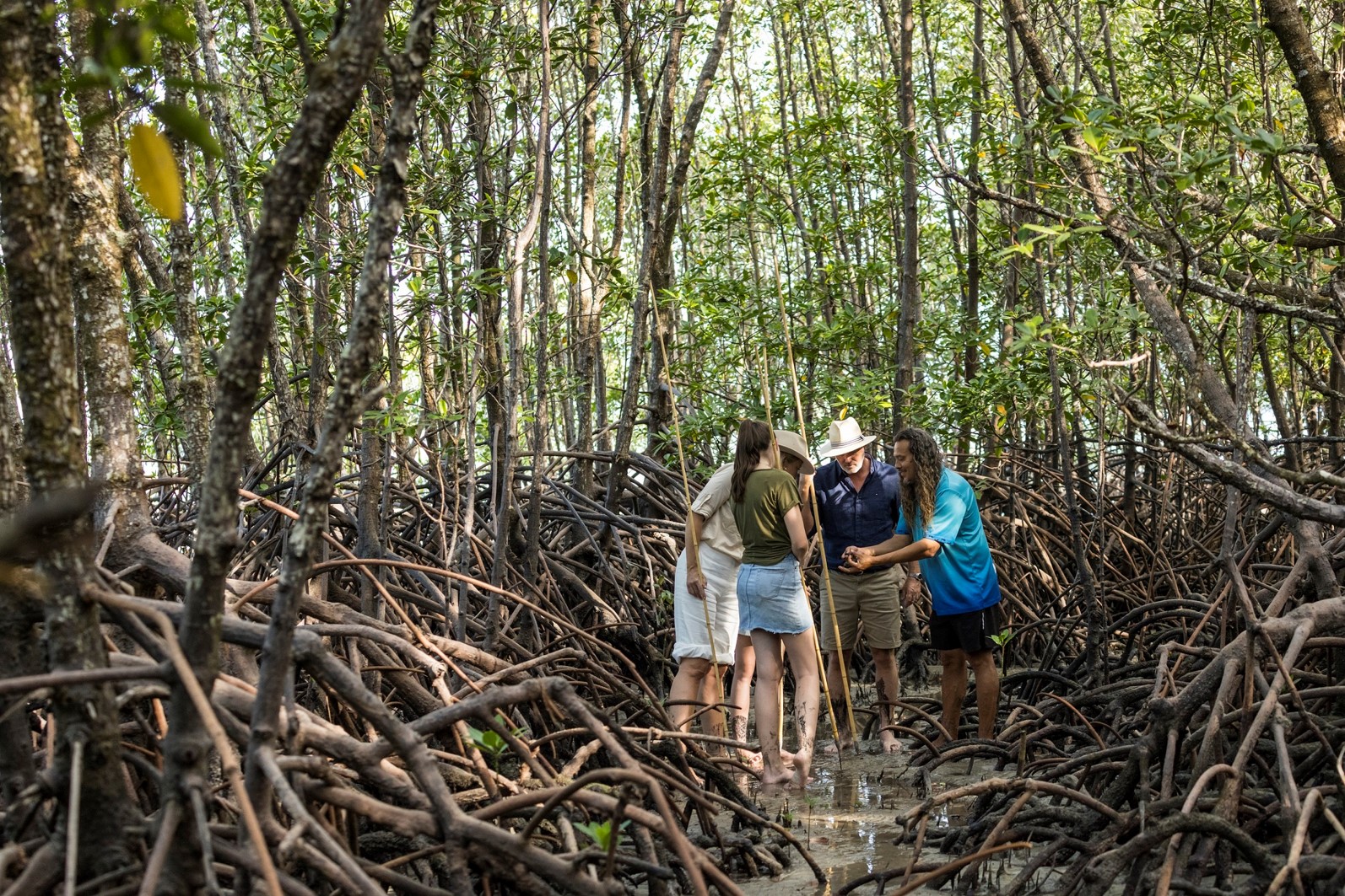 Daintree Dreaming