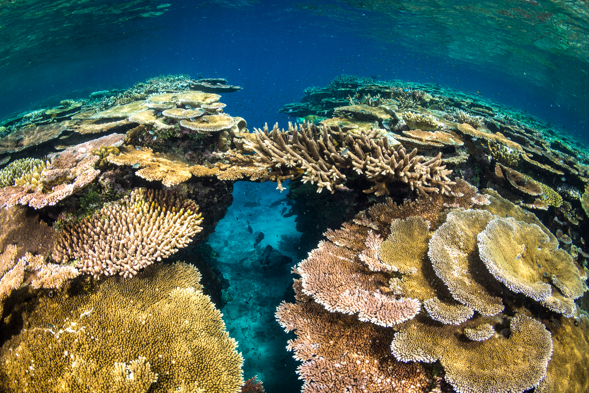 PADI Scuba Diver Course Port Douglas