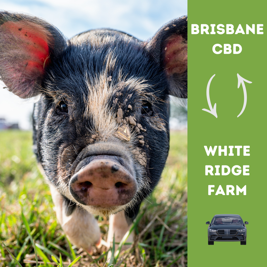 BRISBANE CBD TO WHITE RIDGE FARM – RETURN SEDAN TRANSFER