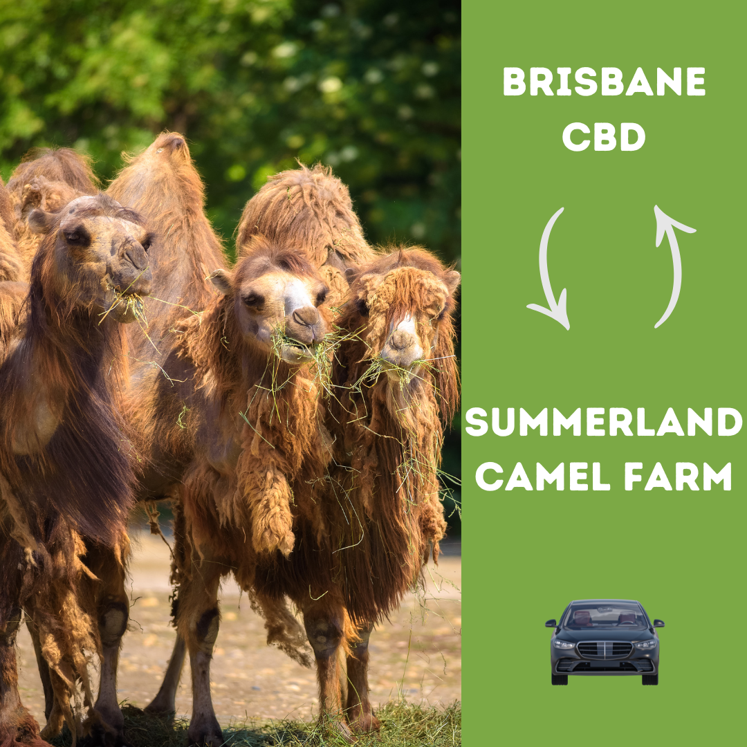 BRISBANE CBD TO SUMMER LAND CAMEL FARM – RETURN SEDAN TRANSFER