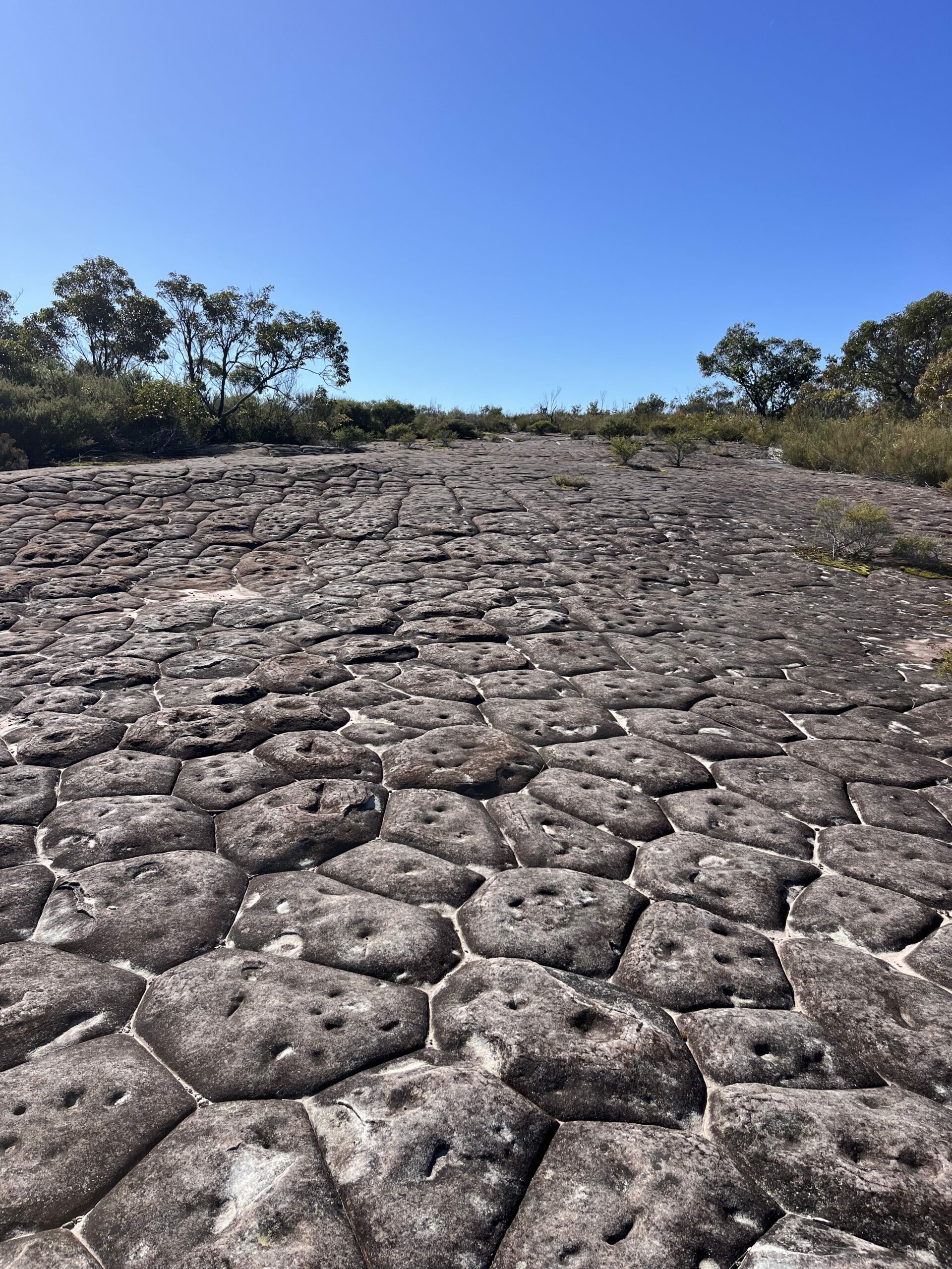 Full-Day Sydney’s Northern Beaches and Ku-ring-gai Chase National Park Tour