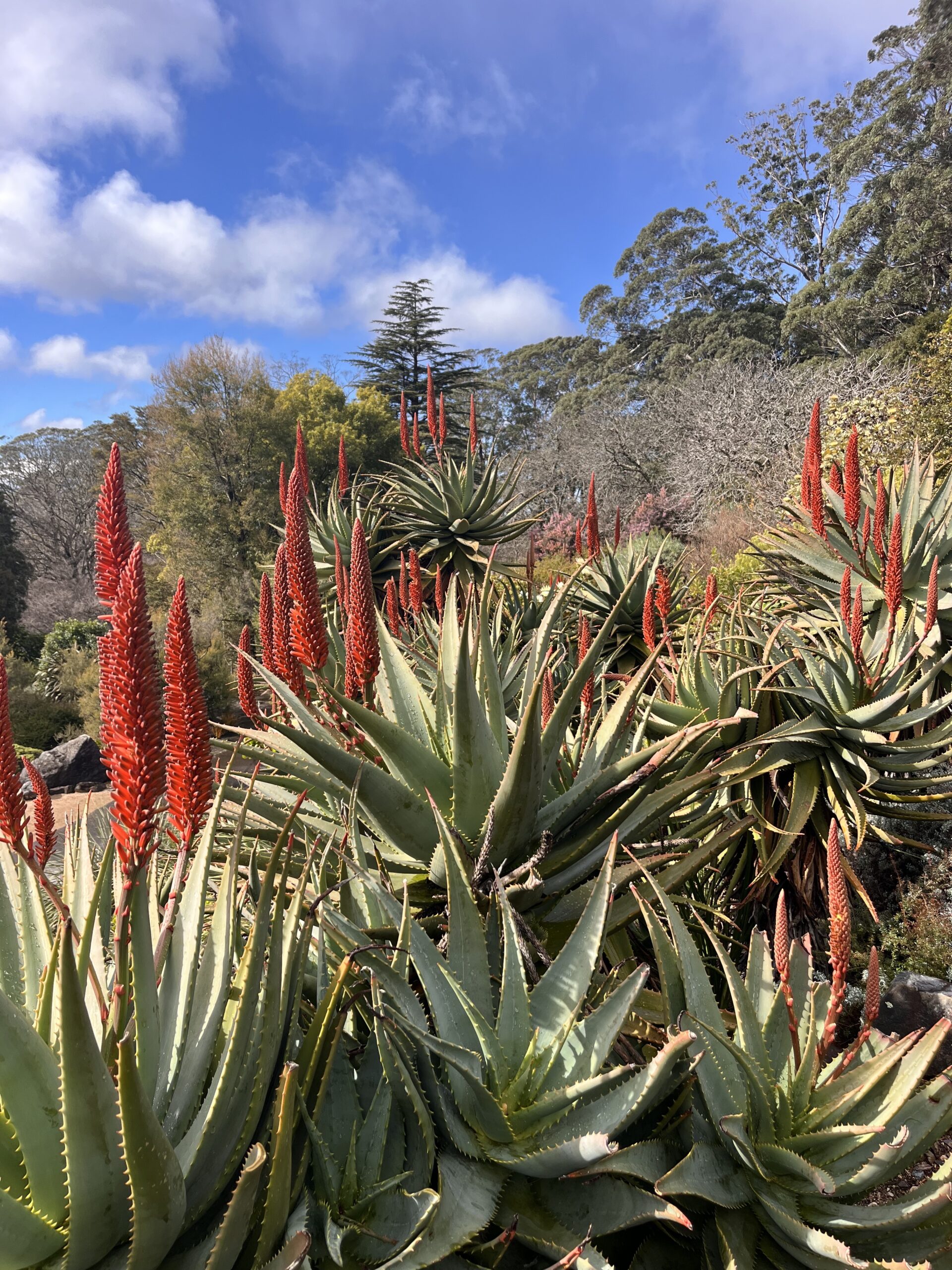 Australian Flora and Fauna Day Tour in the Blue Mountains