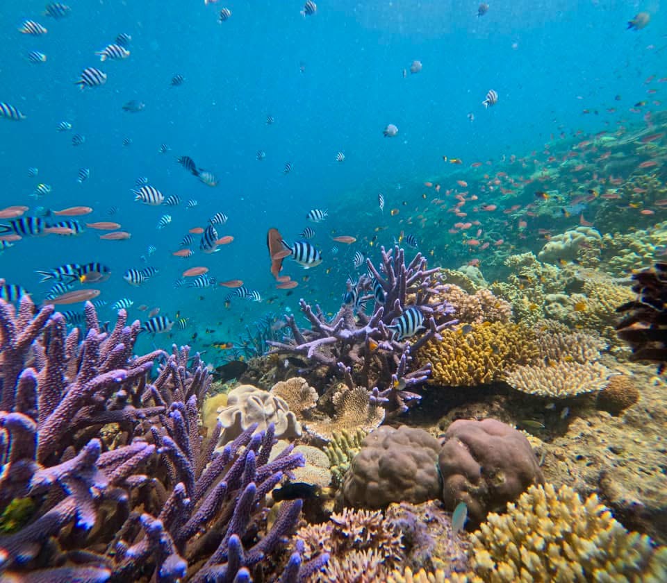 1/2 Day Great Barrier Reef Snorkelling Tour