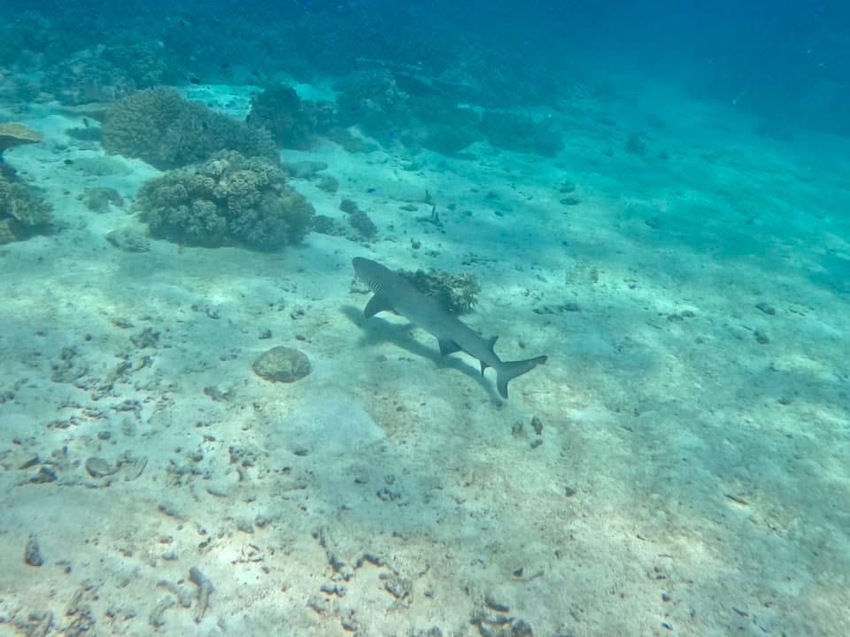 1/2 Day Great Barrier Reef Snorkelling Tour