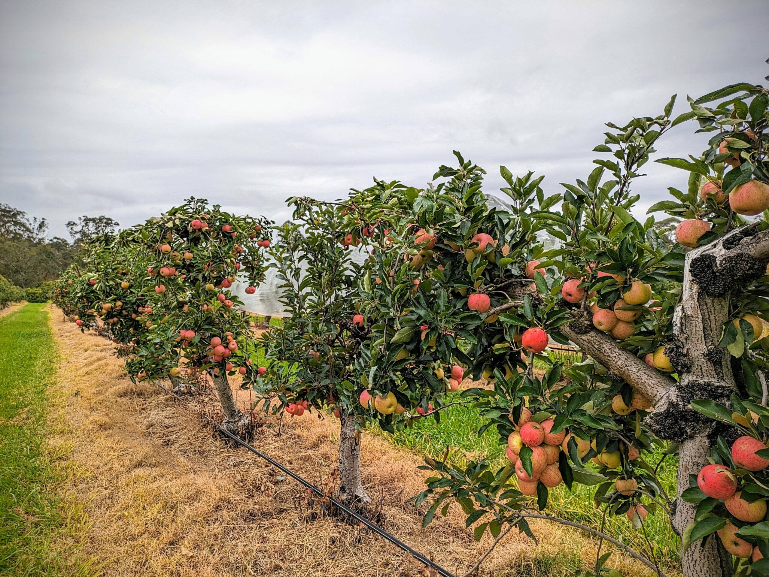 Apple Picking Tour - weekday