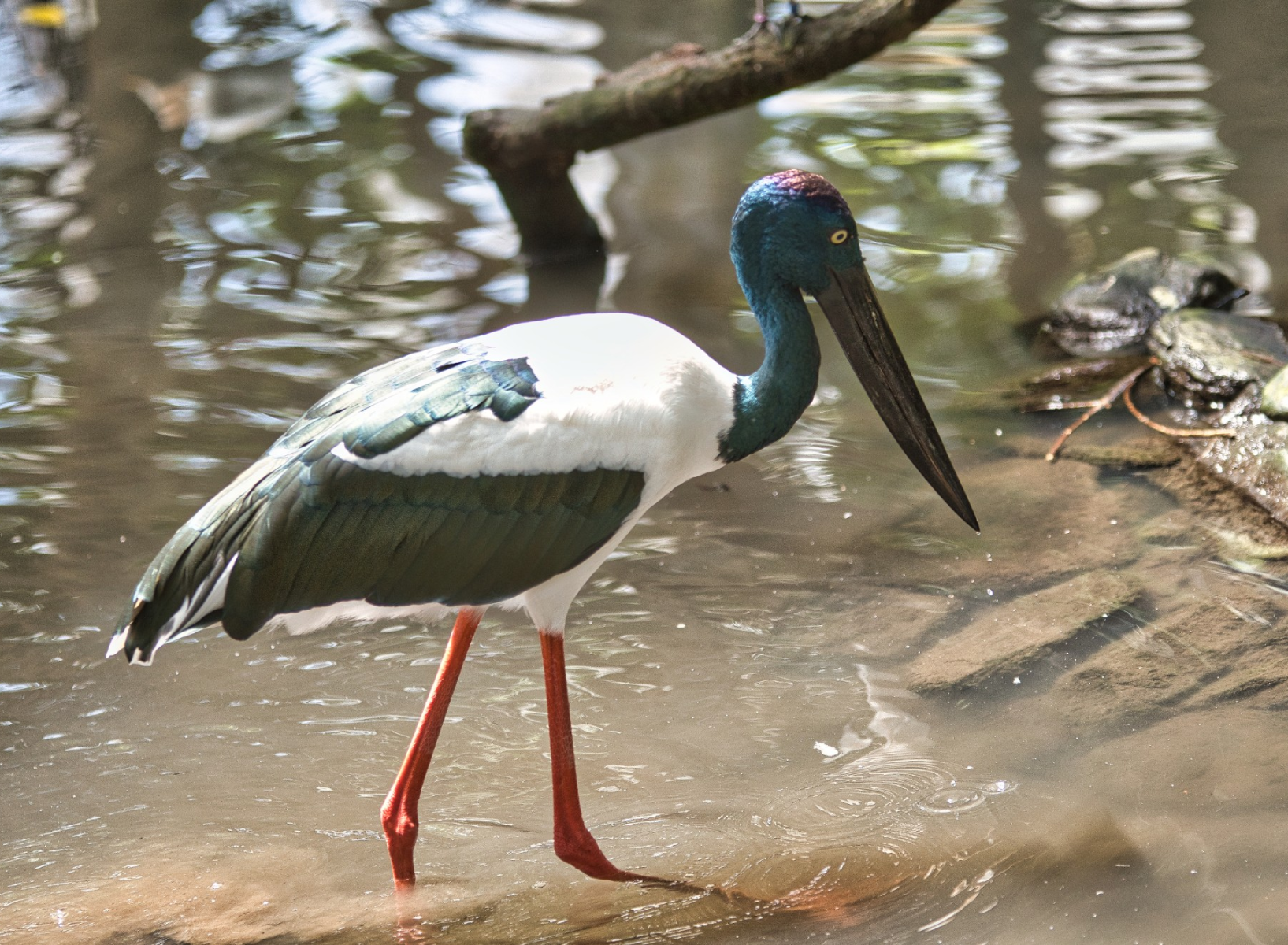 2 Great Walks of Hinchinbrook