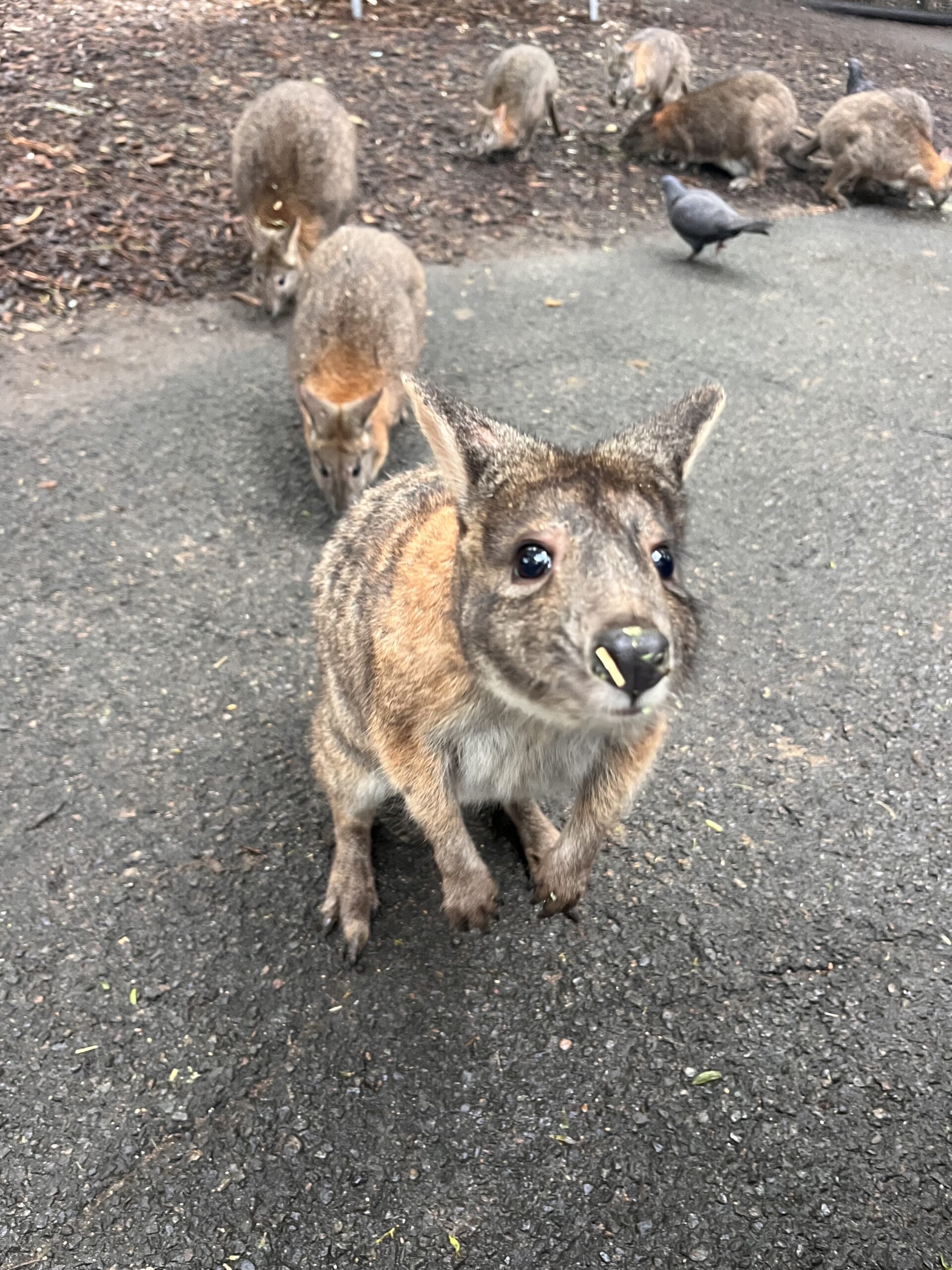 Australian Flora and Fauna Day Tour in the Blue Mountains