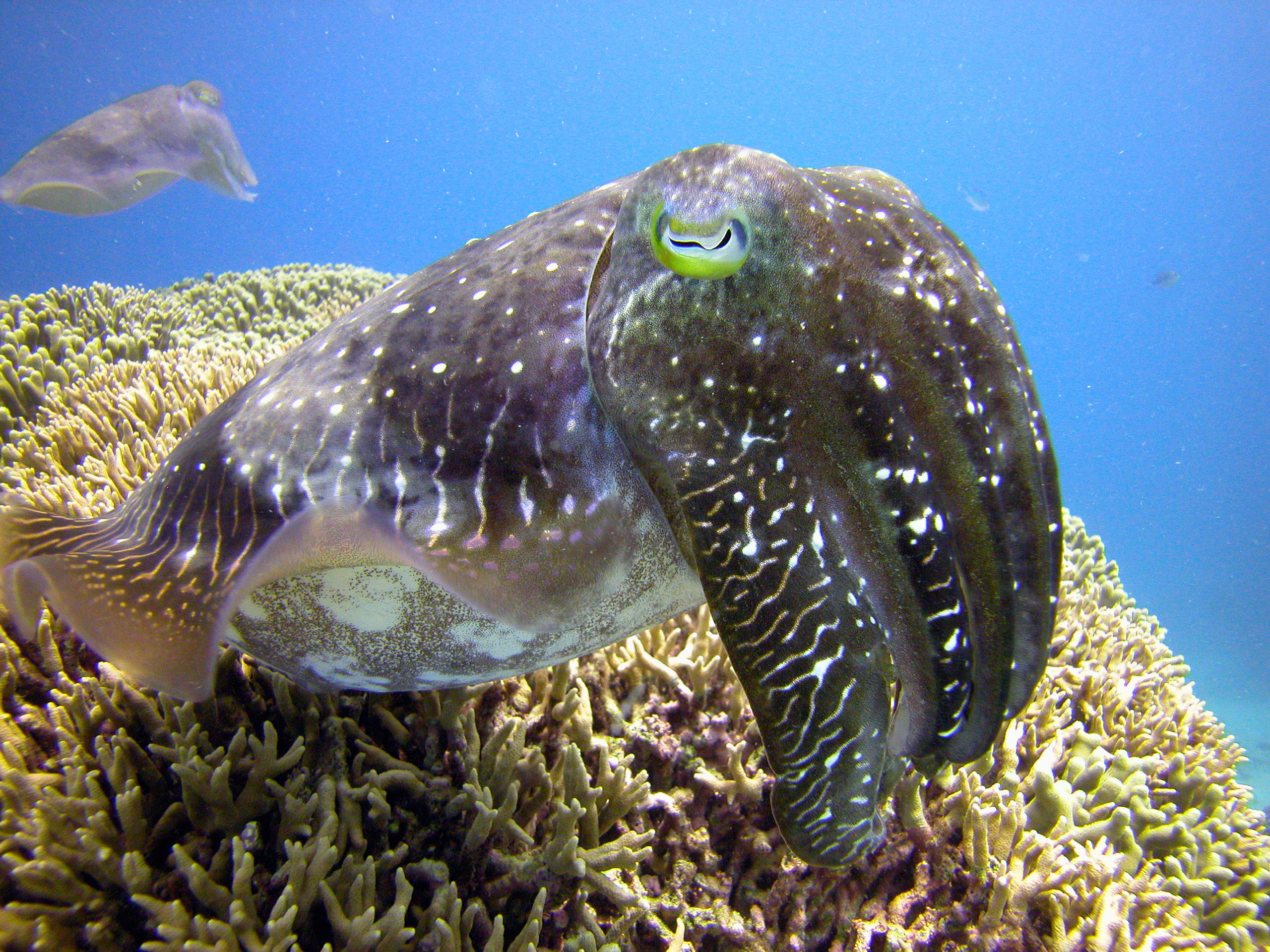 PADI Scuba Diver Course Port Douglas