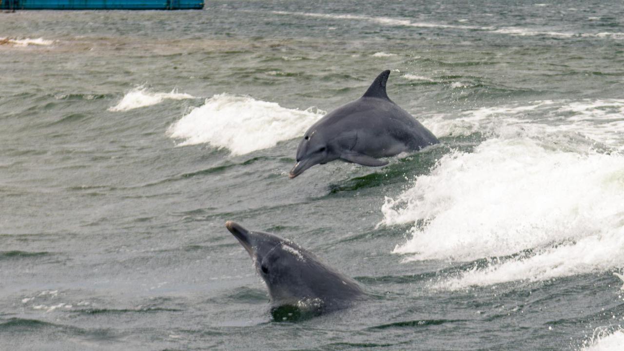 Dolphin Quay Cruise With Lunch!