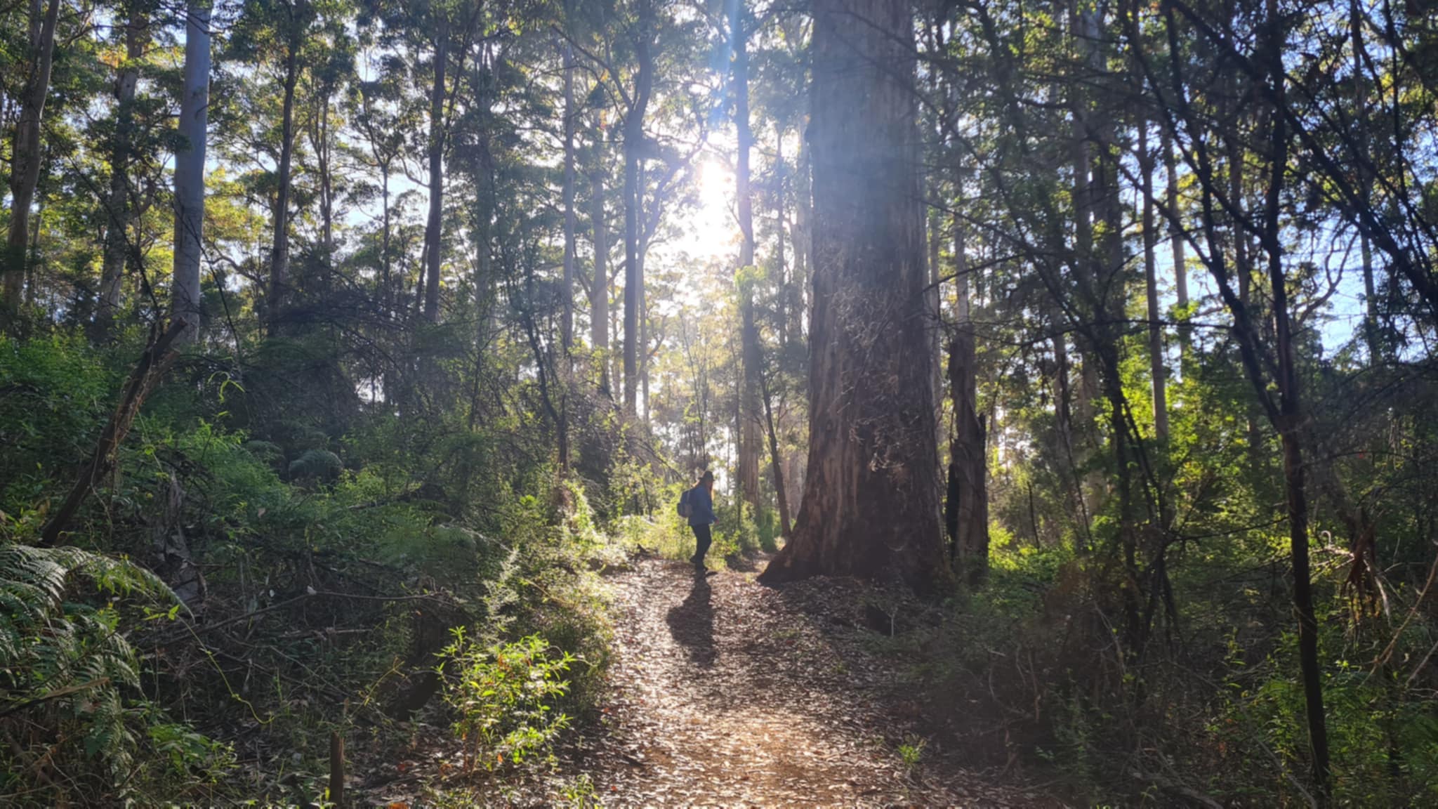 Gloucester Forest Hiking Experience