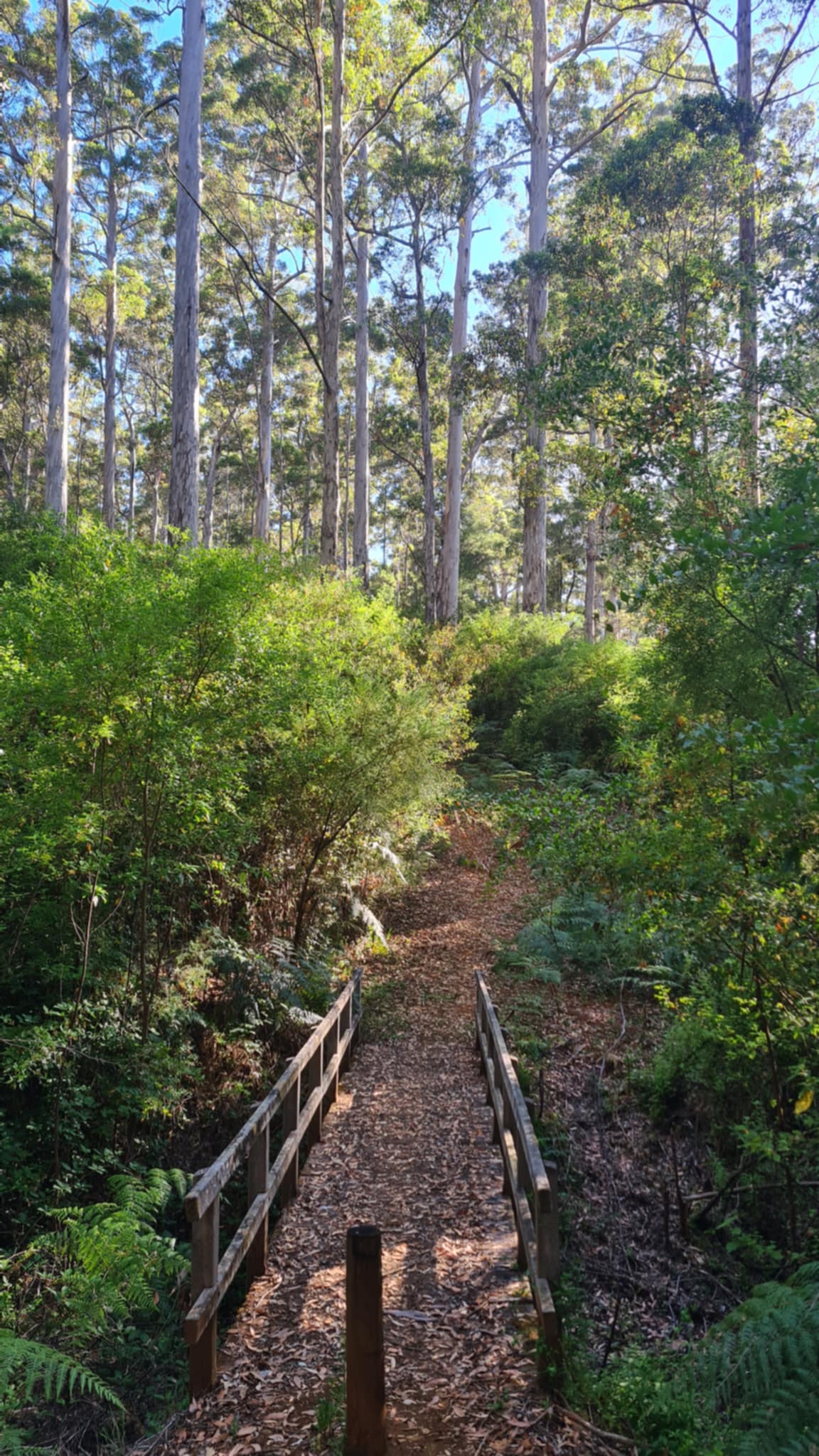 Gloucester Forest Hiking Experience