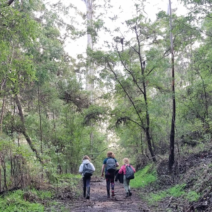 Karri Forest Bush Skills Adventure Workshop