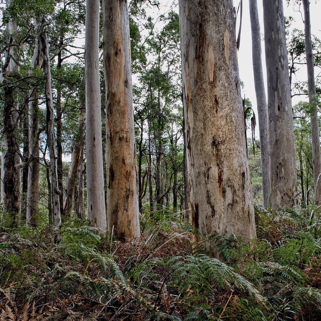 Karri Forest Bush Skills Adventure Workshop