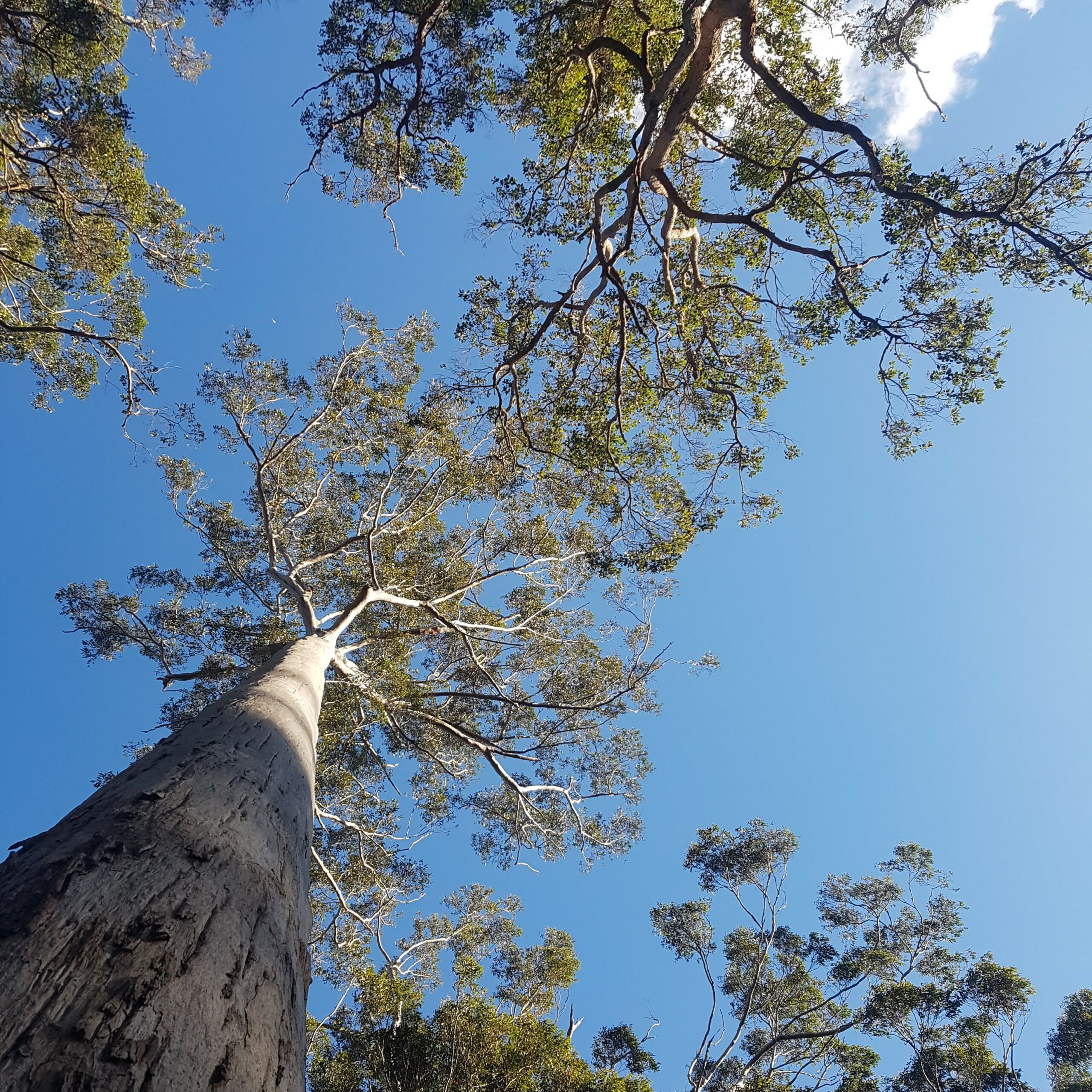 Karri Forest Bush Skills Adventure Workshop