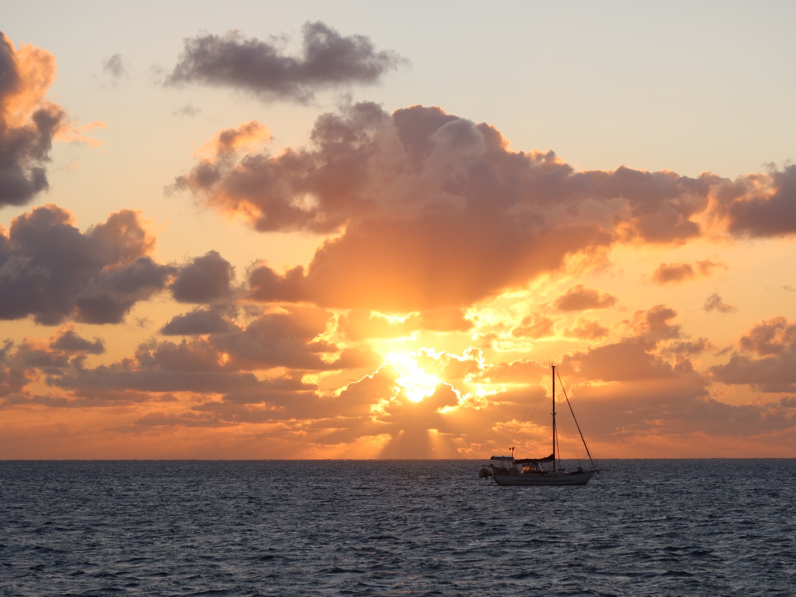 Whales at Sunset