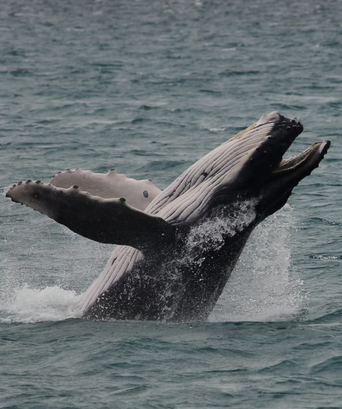 Whales at Sunset