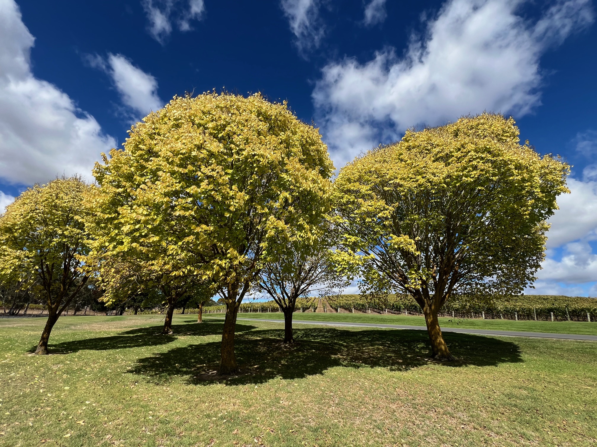 Penfold's Heritage Experience - Including Adelaide Hills Shaw & Smith and Bird In Hand.