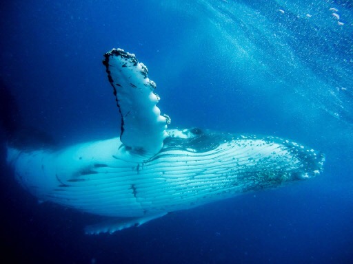 Whales at Sunset