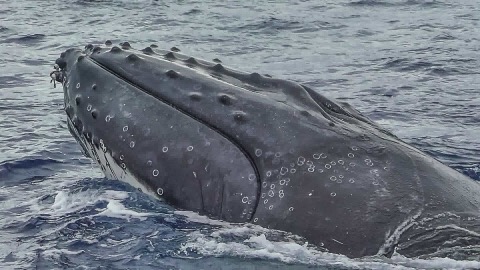 Whales at Sunset