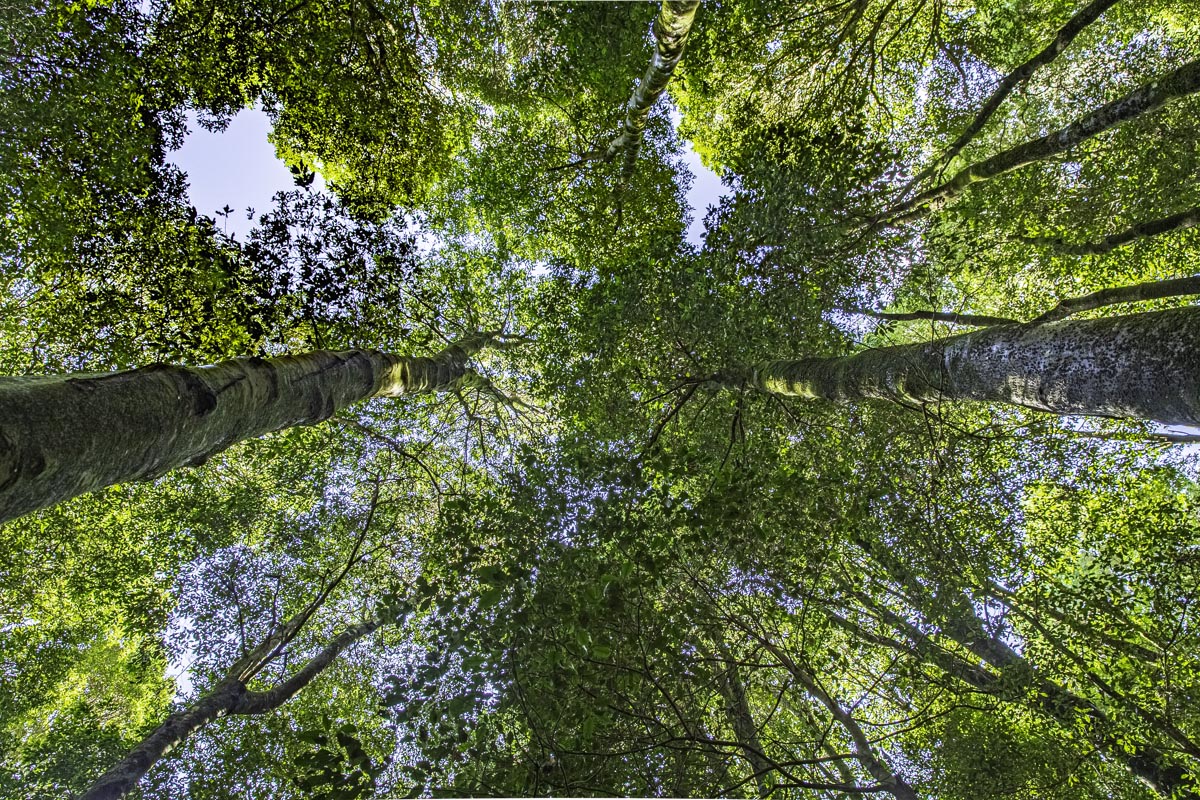 Private Sydney & Blue Mountains 2-Day Escape Adventure.