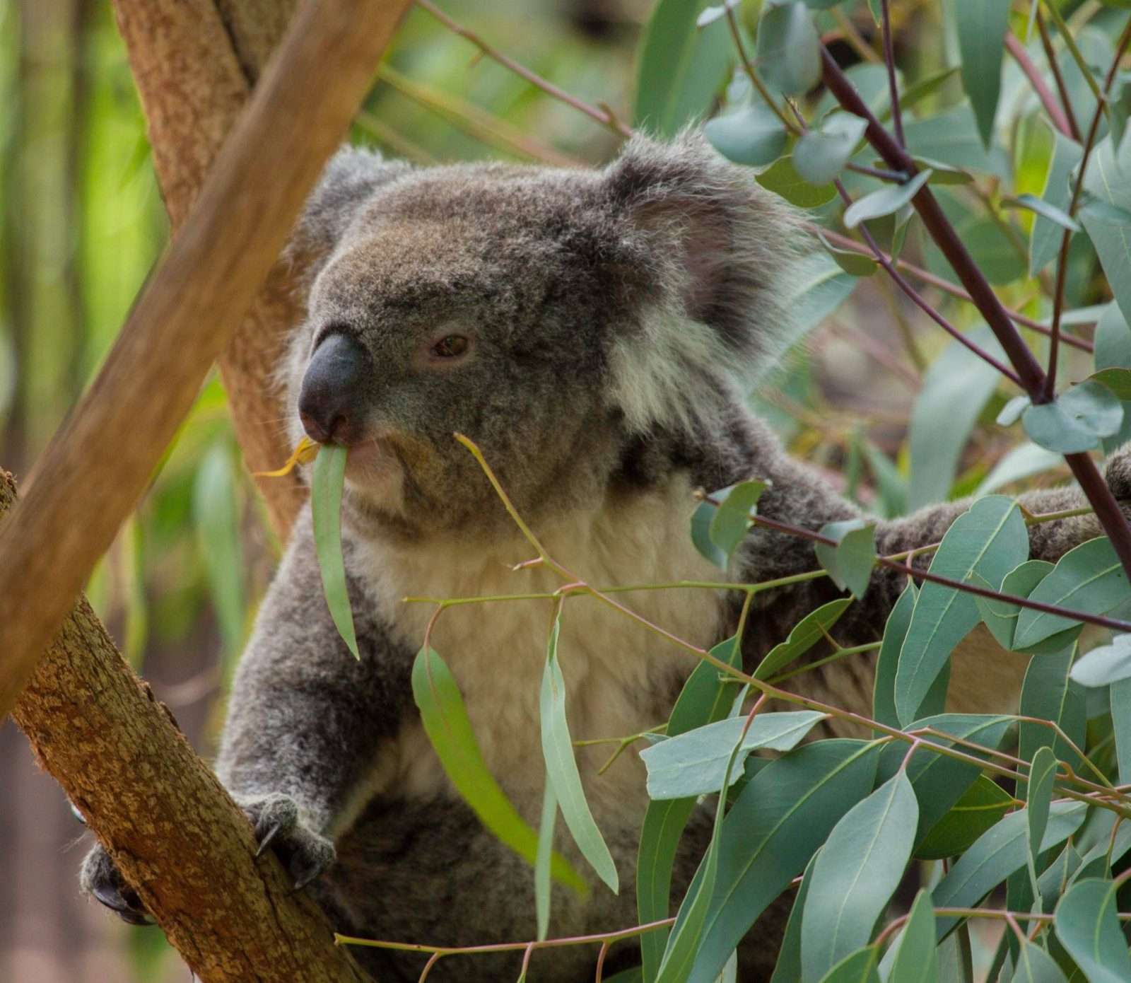 Small Bus Private Puffing Billy and Phillip Island Tours (up to 13 pax)