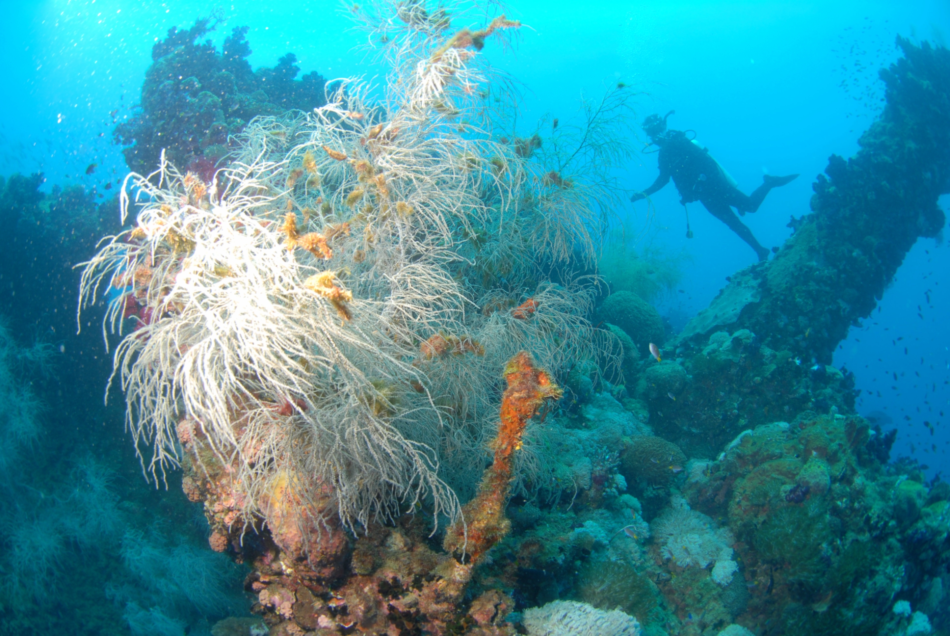 Yongala Day Trip - Certified Diver