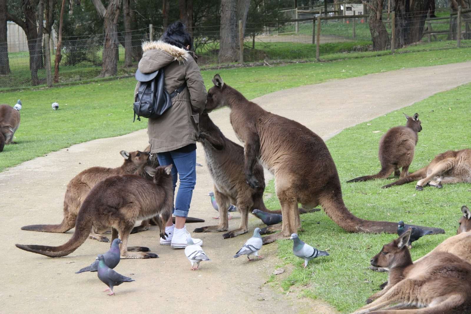 Small Bus Private Puffing Billy and Phillip Island Tours (up to 13 pax)