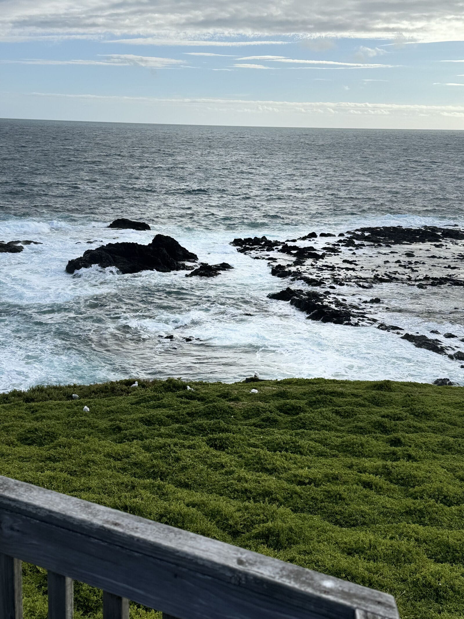 Small Bus Private Puffing Billy and Phillip Island Tours (up to 13 pax)