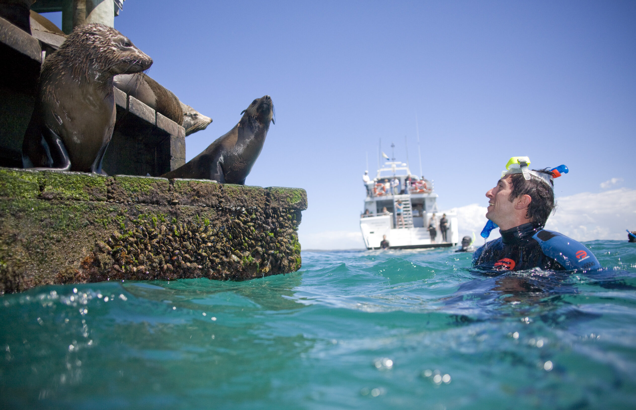3 hour Dolphin and Seal Swim (NOV-APR) agent