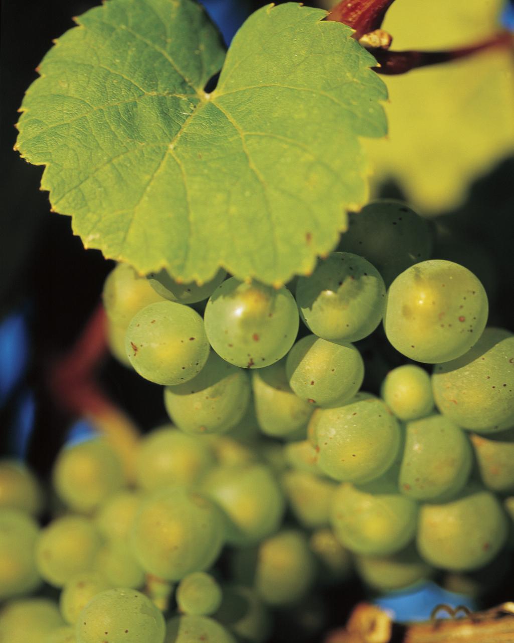 Signature Wine Tour (Saturdays)