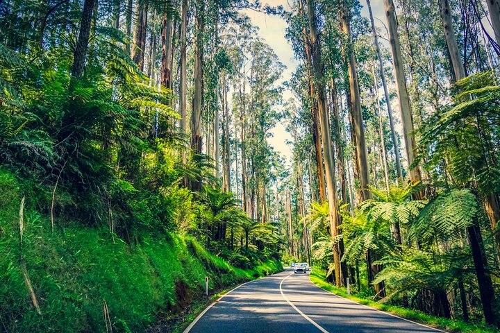 Private Sydney South Coast and Kiama Full day tour